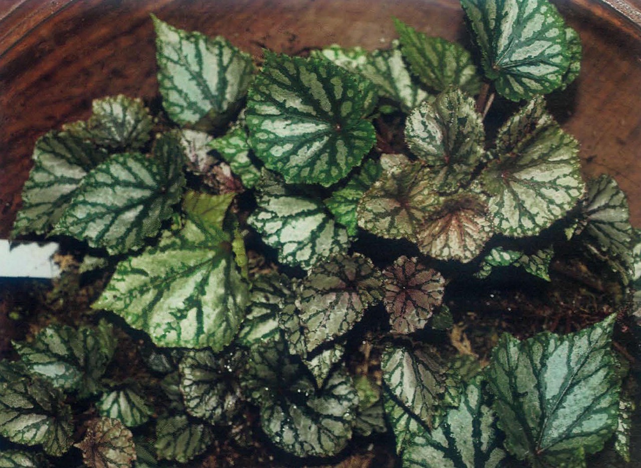 B. ‘Sea Grape’